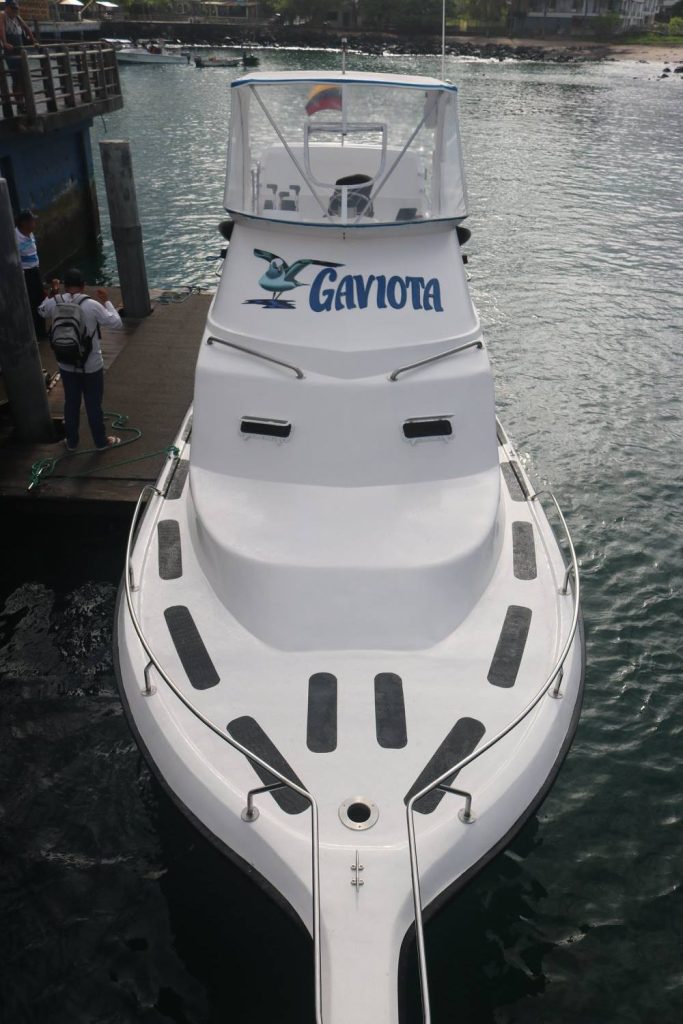 GAVIOTA FRONTAL