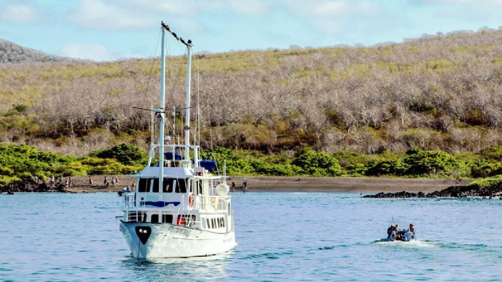 Golondrina Gallery 4