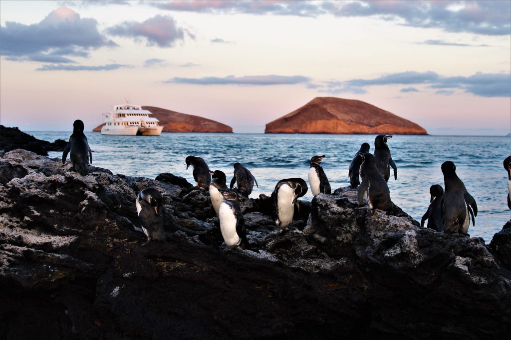Galapagos penguins near the ocean during a wildlife travel experience