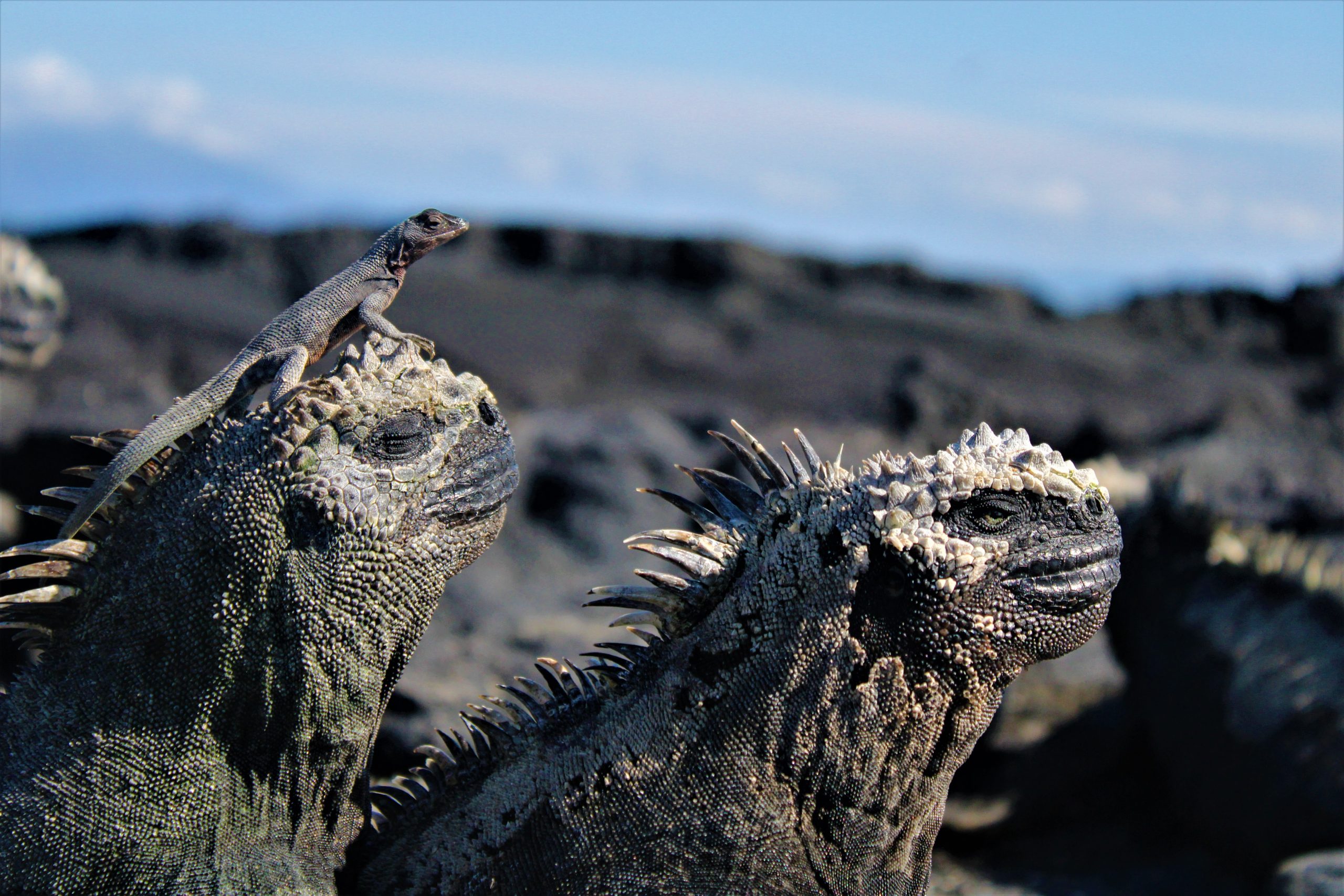 Isla Floreana dark history and hidden gems - Galapagos mysterious island