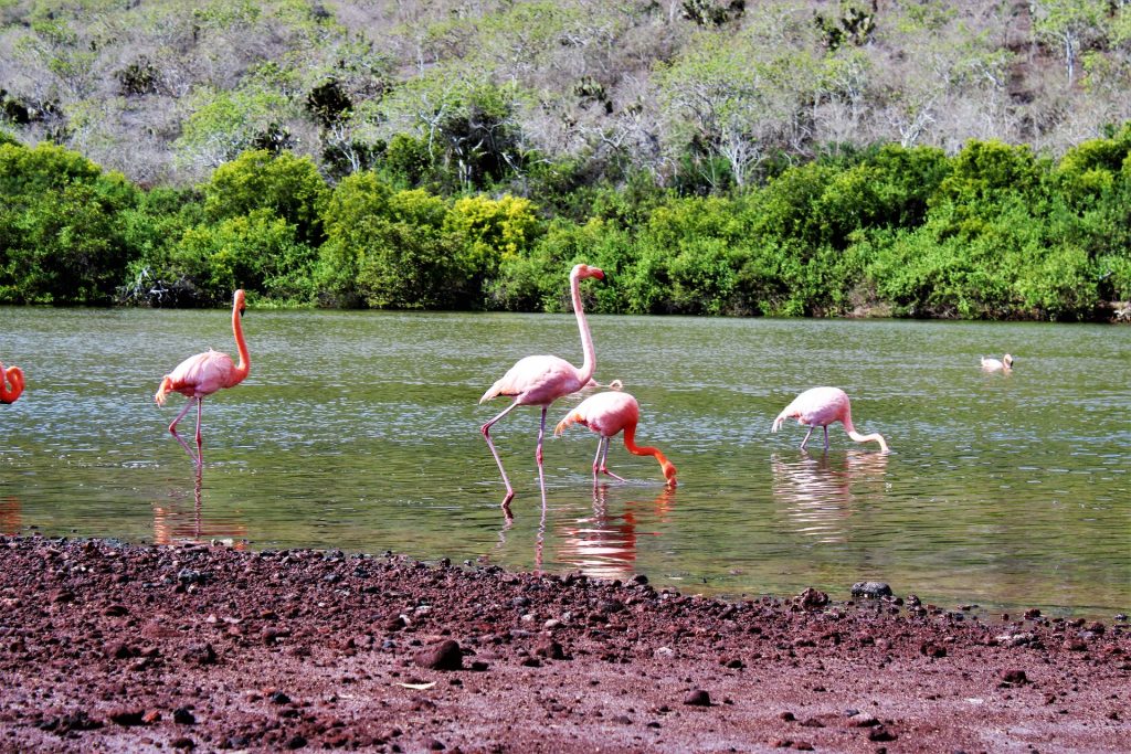 Top 10 Animals You’ll See in the Galapagos Islands (And Where to Find Them)