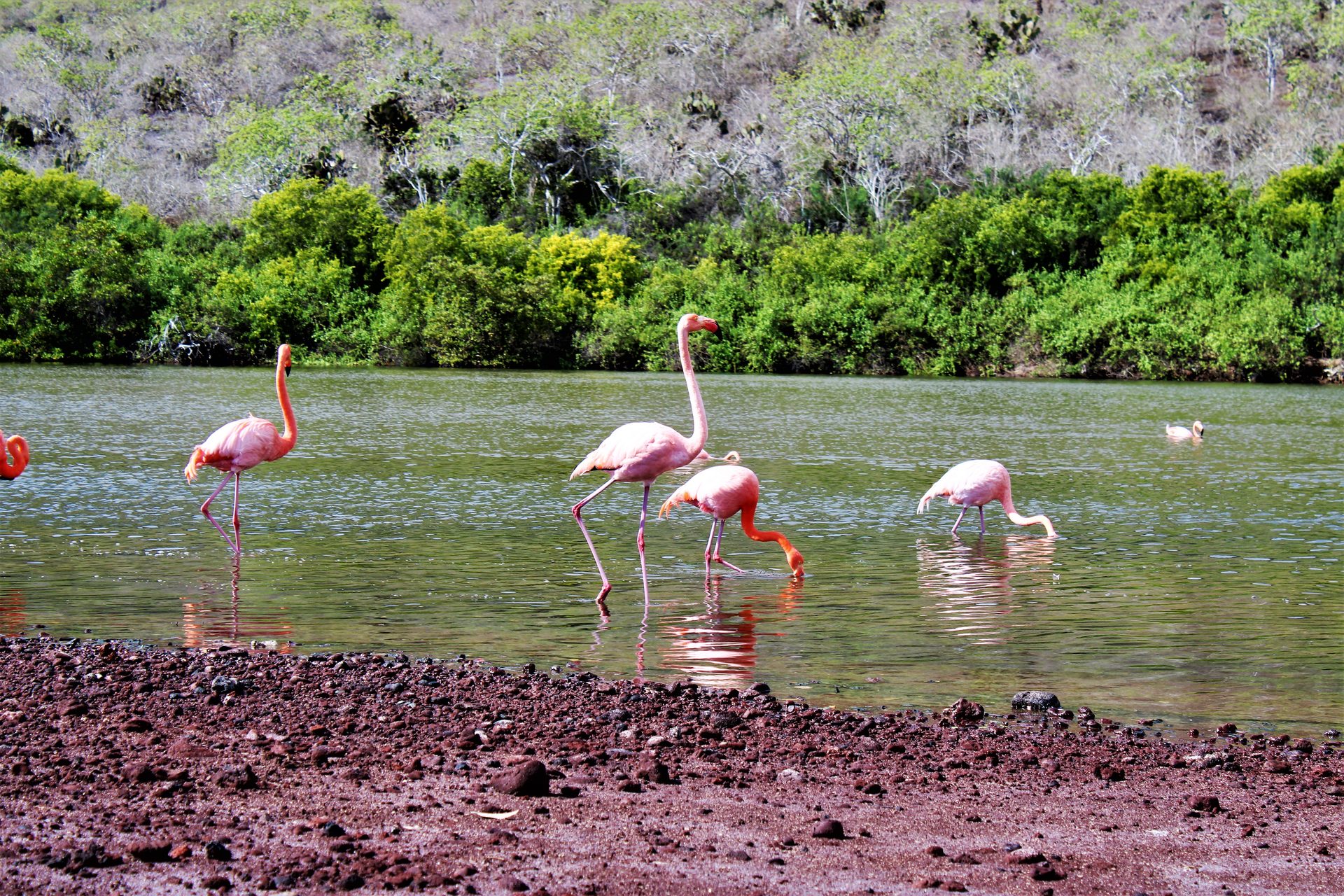 Top 10 animals in the Galapagos Islands - wildlife guide for visitors