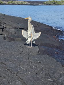 Galapagos travelers