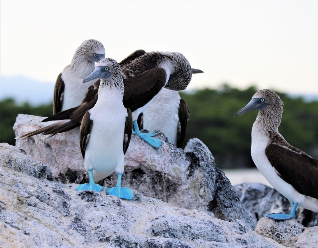 360-galapagos-tour