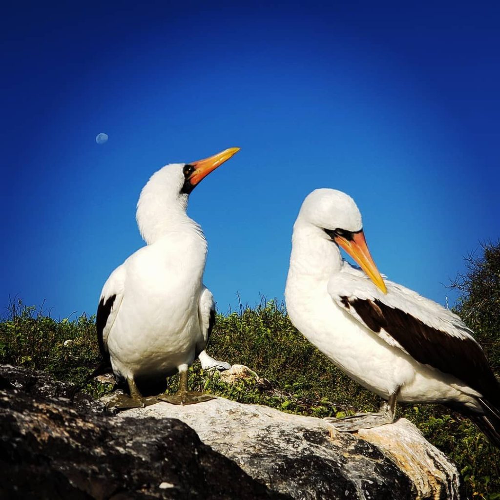 espanola-island-tour-galapagos