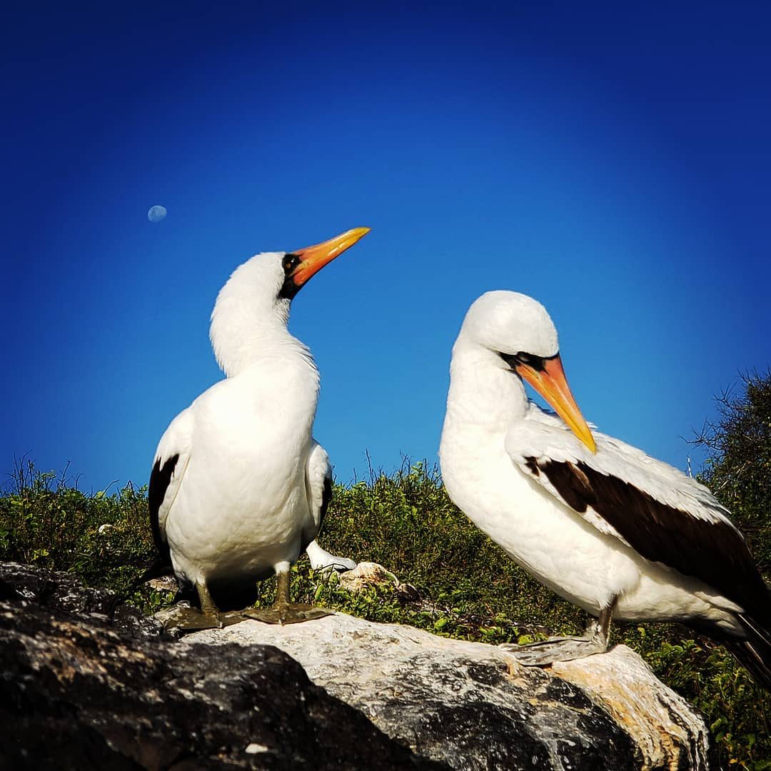 Tour Española Island Galápagos wildlife