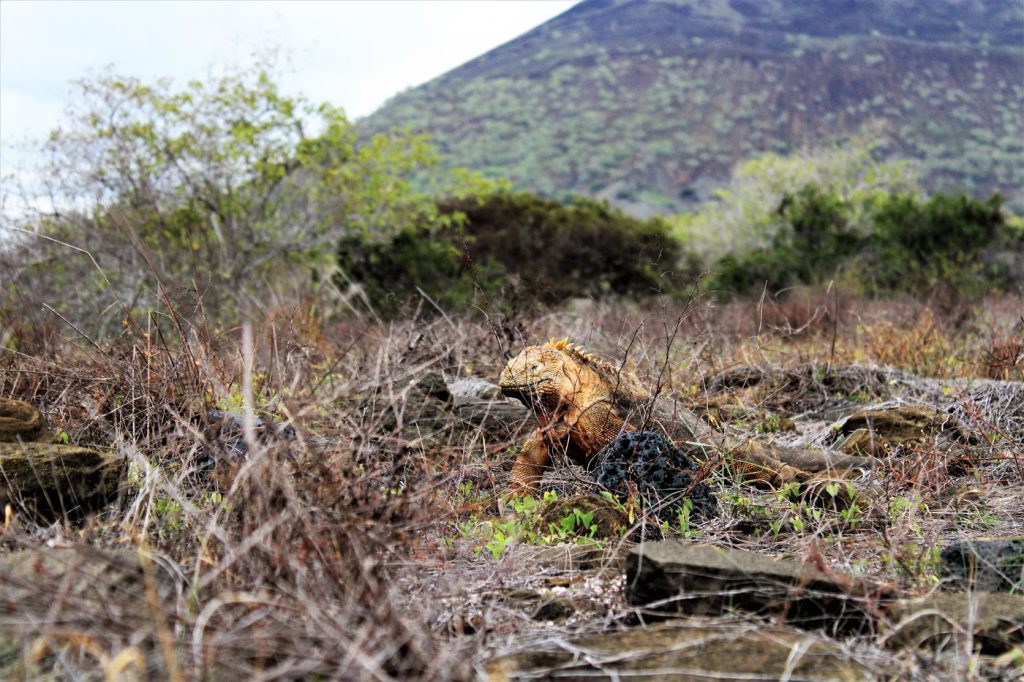 land_iguana_north_seymour