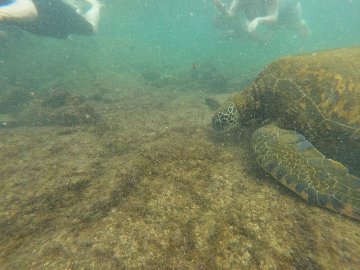 Tours snorkel Galapagos estudiantes universitarios