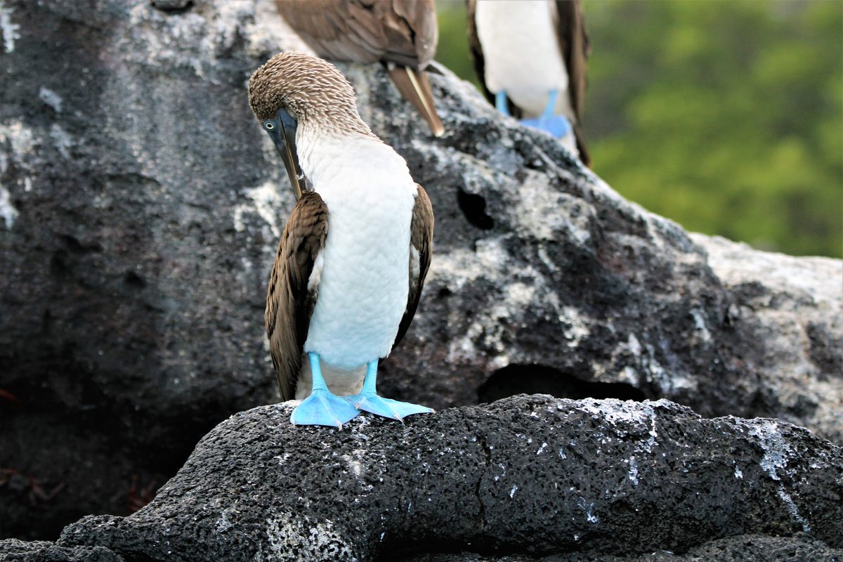 Tour 360 Galapagos Islands complete experience