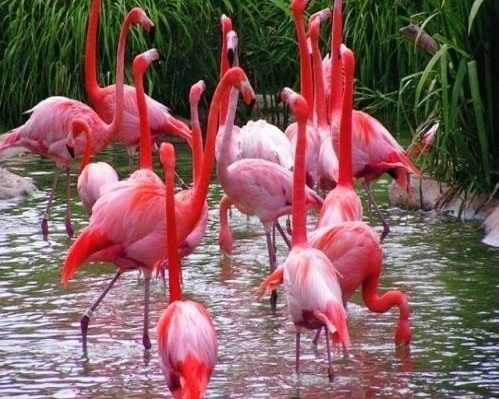 Flamingos on Isabela Island
