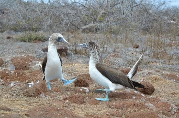 Blue-footed boobies, North Seymour