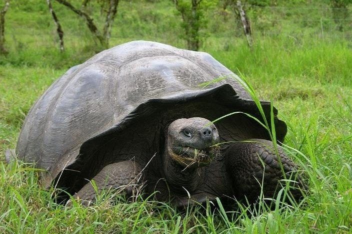 Giant tortoise, Santa Cruz highlands