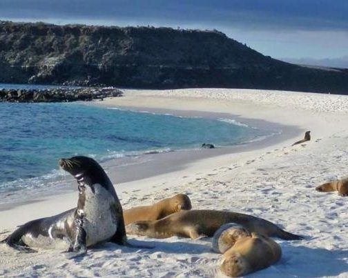 Sea lions on Mosquera Islet