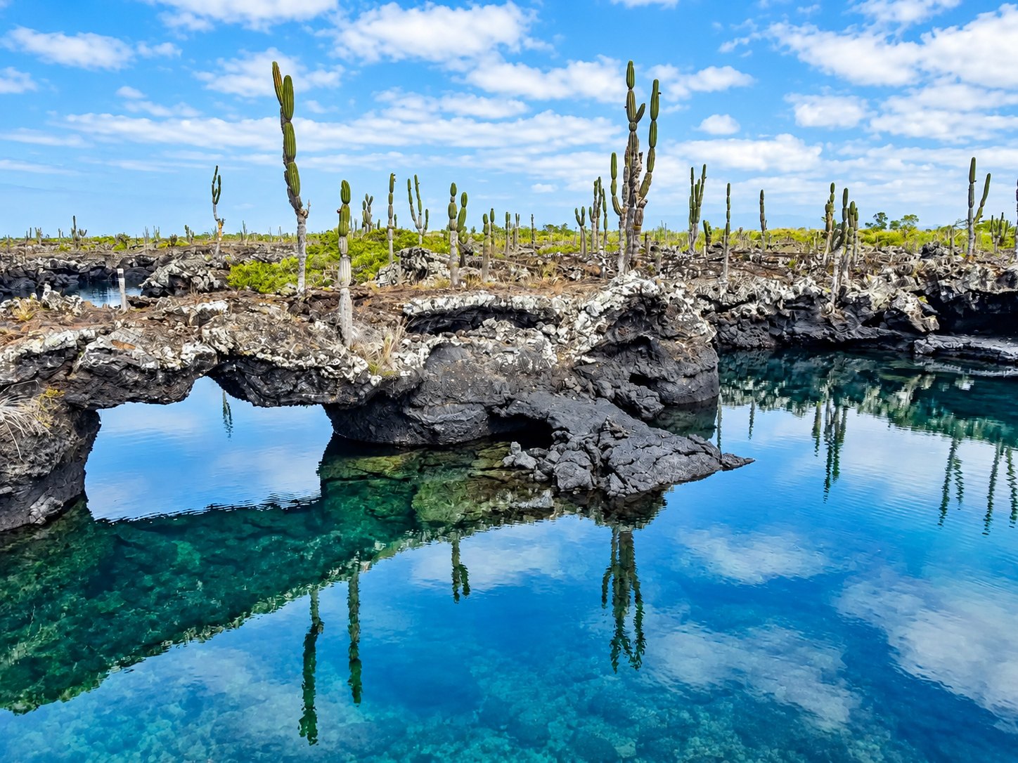 Lava arch and candelabra cacti reflected in clear water at Los Tuneles, Isabela, Galapagos