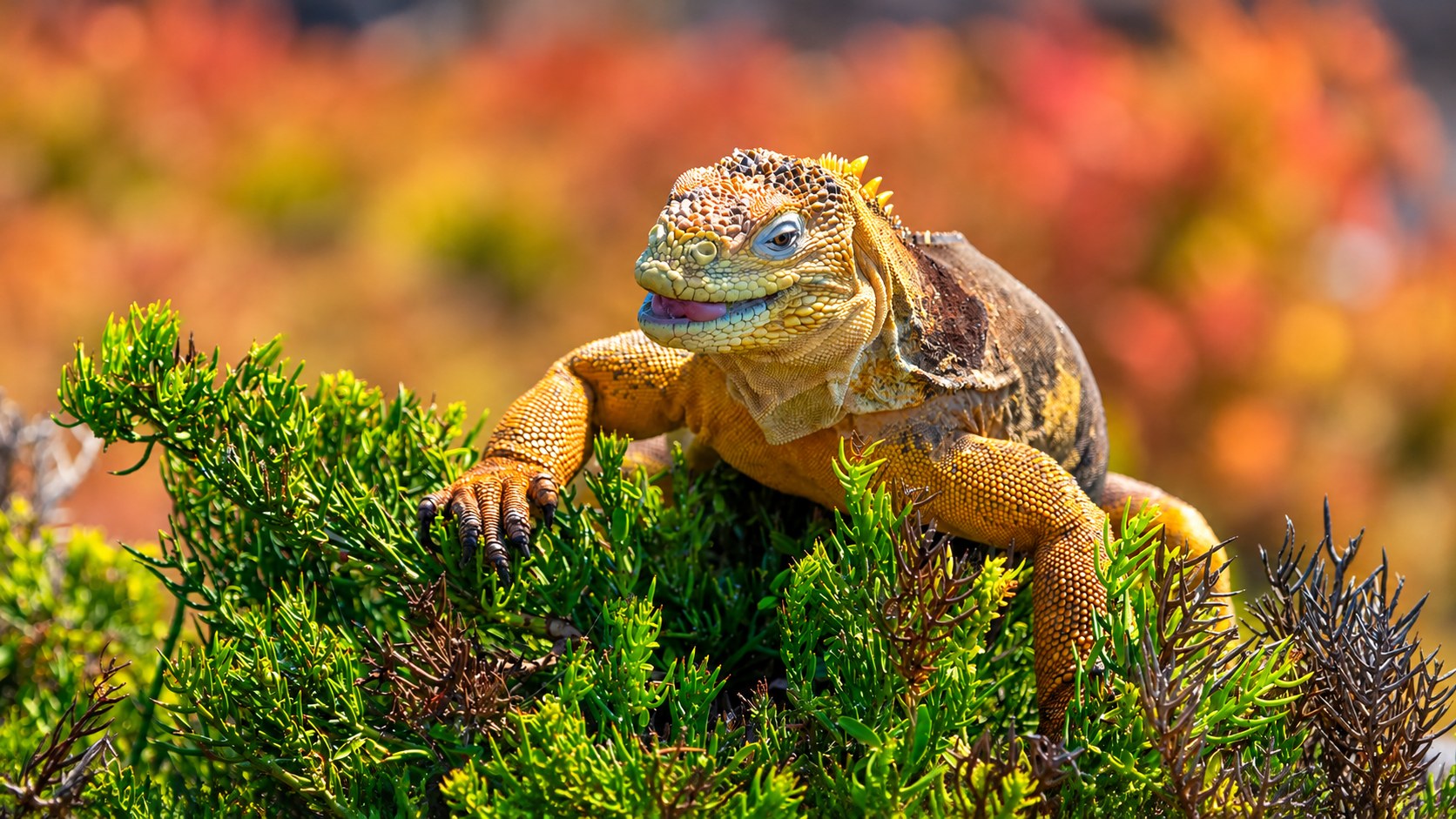 Land iguana on a bed of red and orange Sesuvium plants, South Plazas, Galapagos